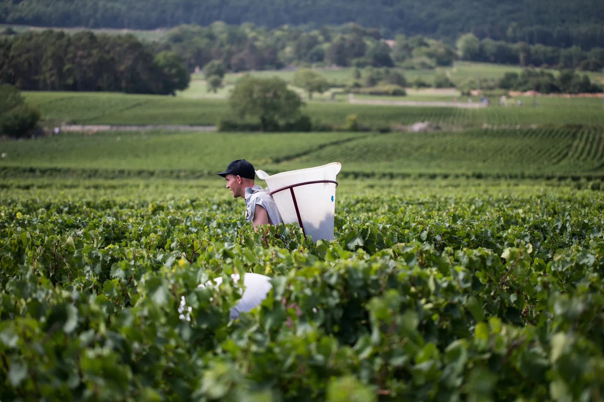 Photo - Vendanges en Bourgogne