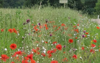 Paysage biodiversité
