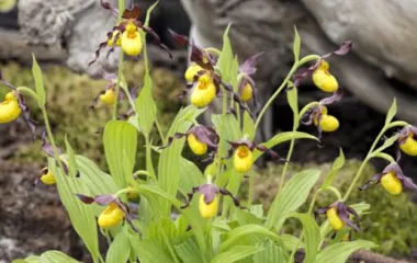 Sabot de Venus